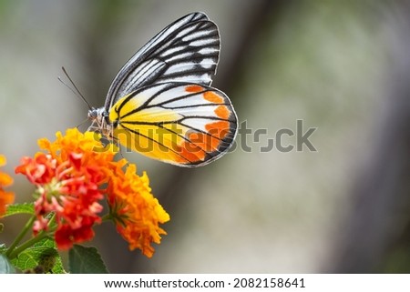 A beautiful butterfly is sucking the nectar from the flowers in the morning.