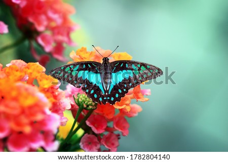 Beautiful butterfly sunbathing on flower, beautiful butterfly color