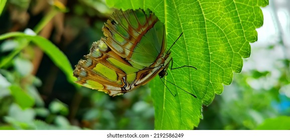 Beautiful Butterfly In The Trees In Canopy Wildlife