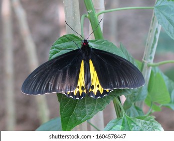 The Beautiful Butterfly Troides Helena