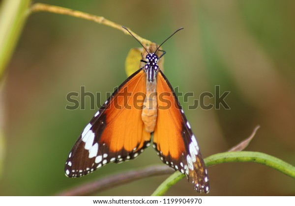 Beautiful Butterfly Wallpaper Stock Photo Edit Now 1199904970