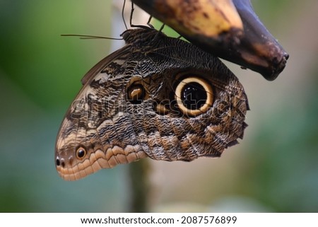 Similar – weiße punkte Schmetterling