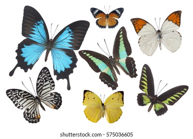 Beautiful butterfly wing isolated white background