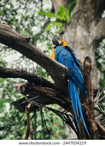 Beautiful cacatoo, parrot, blue bird