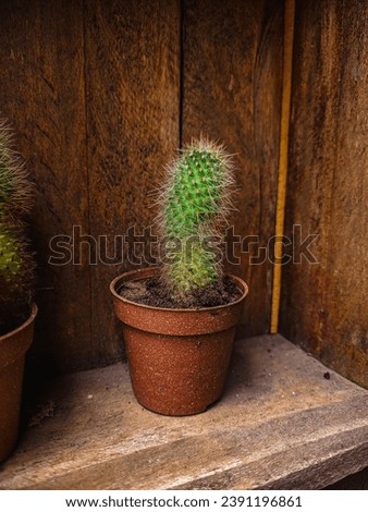 a beautiful cacti in a vase 