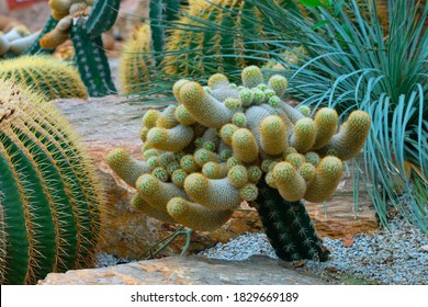 Beautiful cactus blooming in the garden on blurred background. Selective focus.