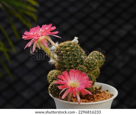 Beautiful cactus flower ,close up pink cactus flower blooming on natural background pink flower of Lobivia cactus bloom in the garden