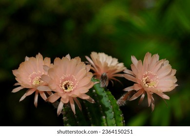 Beautiful cactus flower Orange old rose flower of Lobivia cactus bloom in the garden on natural background . select focus,