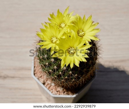 Beautiful cactus flowers, Yellow flowers of Parodia aureispina cactus bloom in small pot on wooden table