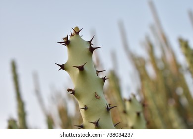 A Beautiful Cactus In Great Thar Desert Jaisalmer Rajasthan India