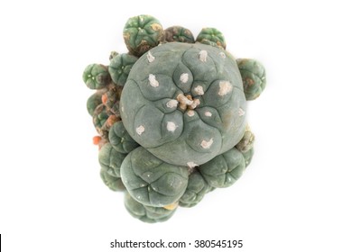 Beautiful Cactus (Lophophora Williamsii) top view white background