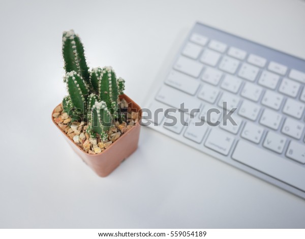 Beautiful Cactus Pots On Office Desk Stock Photo Edit Now 559054189