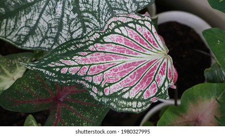 Caladium Thai Beauty Images Stock Photos Vectors Shutterstock