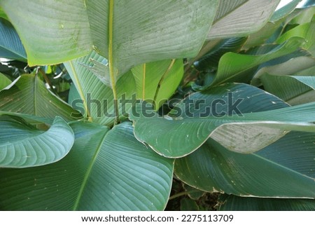 Beautiful Calathea Lutea on the garden. Commonly called Cuban cigar. Decorative plant. Banana ornamental plant.