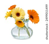 Beautiful calendula flowers in glass vase isolated on white