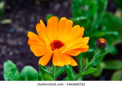 Beautiful Calendula Flowers In Summer Garden (Marigold Flower).