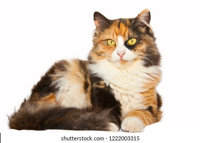 Beautiful calico cat on a white background.