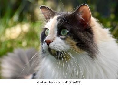 Beautiful Calico Cat Playing Outside Stock Photo (Edit Now) 440026924