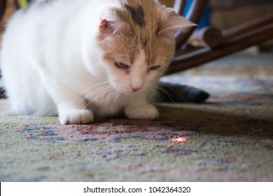 Beautiful Calico Cat Staring At A Red Dot From A Laser Pointer
