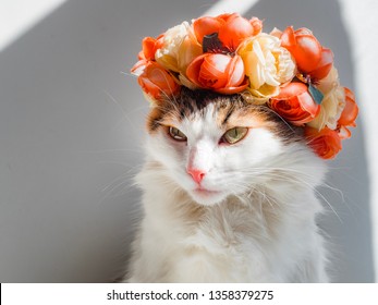 Chat Fleur Photos Et Images De Stock Shutterstock