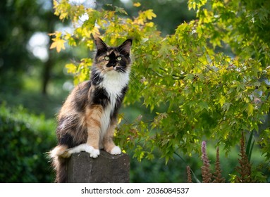 beautiful calico tricolor maine coon cat outdoors in green garden sitting on stone pillar looking at camera