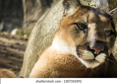 Beautiful California Mountain Lion Staring Into The Distance.