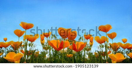 Beautiful California poppy wildflowers and blue sky in nature close-up macro. The landscape is large-format, copy space, cool blue tones.