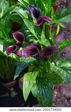 Beautiful calla, calla lilies flowers and green leaves on the pot in natural daylightlight background