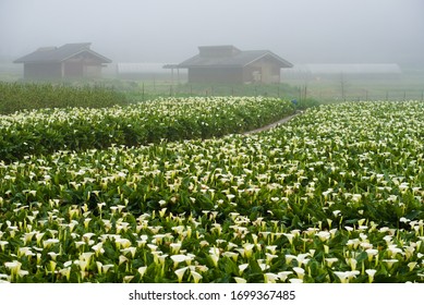 Beautiful calla lily field on the Yangmingshan at Taipei city. Against house and misty background. A small pathway in the field. - Powered by Shutterstock