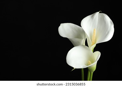Beautiful calla lily flowers on black background. Space for text - Shutterstock ID 2315036855