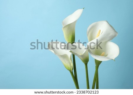 Beautiful calla lily flowers on light blue background. Space for text