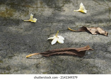 beautiful cambodian frangipani flowers fall on cement floor with withered leaves