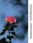 Beautiful Camellia flower, vernalis Hiryu, 朱槿, Hibiscus rosa sinensis flower hanging in tree in beautiful daylight sky background