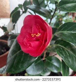 Beautiful Camellia japonica, common camellia red flower blooming in pot.  Semi-double flowered variety, yellow stamens, dark green leaves. Blooming in cold weather, japanese name tsubaki. - Shutterstock ID 2273157391