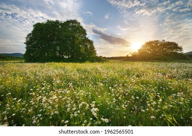 Beautiful camomile meadow in mountain at sunrise. Nature landscape composition.