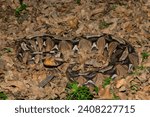 The beautiful camouflage of the Gaboon Adder (Bitis gabonica), also called the Gaboon Viper, in its natural habitat 