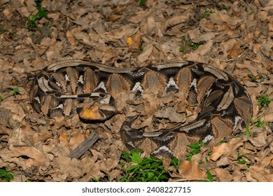 The beautiful camouflage of the Gaboon Adder (Bitis gabonica), also called the Gaboon Viper, in its natural habitat  - Powered by Shutterstock