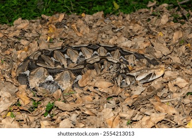 The beautiful camouflage of the Gaboon Adder (Bitis gabonica), also called the Gaboon Viper, in its natural habitat - Powered by Shutterstock