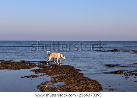 A beautiful Canaan dog running along the beach, searching for a tasty treat in the morning at the Ha-Shikmona beach in Haifa, Israel
