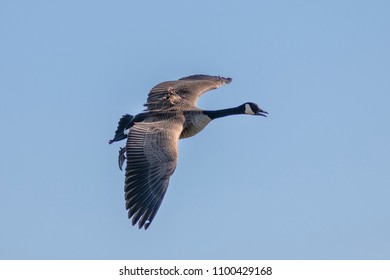 Beautiful Canadian Goose Flying