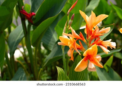 Beautiful canna flower with green leaves in the garden - Powered by Shutterstock