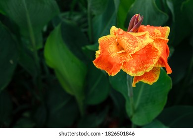 Canna Lilies の画像 写真素材 ベクター画像 Shutterstock