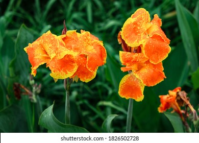 Canna Lilies の画像 写真素材 ベクター画像 Shutterstock