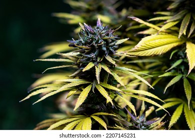 Beautiful Cannabis After Cooling Weather, A Cannabis Bud Of Medical Hemp Balanced Hybrid Weed Strain