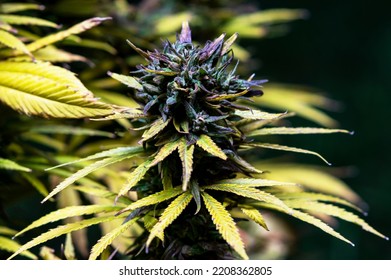 Beautiful Cannabis  Bud Of Medical Hemp Hybrid Weed Strain