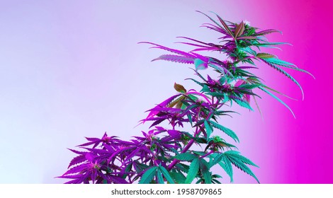 Beautiful cannabis plant in purple colored led light. Long banner with agricultural marijuana plant. New aesthetic look on medicinal strain of hemp. Horizontal photography with empty place for text