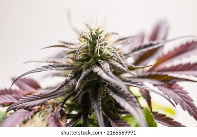 Beautiful Cannabis Plant Weed American Selection Marijuana Plant