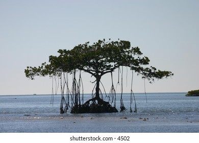beautiful canopied trees on island in the sea