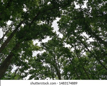 A beautiful canopy of trees can be viewed on way to Bakuliaghat from Jhakalabanda in the state of Assam 