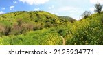 Beautiful canyon of Mezar stream and waterfall. The hiking trail passes through a yellow mustard flowers lush bloom and green wild herbs. National reserve. Golan Heights. Israel North. Panoramic view